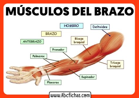 musculos del antebrazo